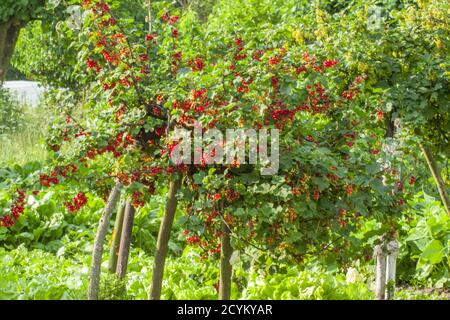 Ribes rosso maturo appeso su una macchia verde nel giardino del cortile. Foto Stock