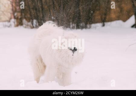 Divertente giovane cane Samoyed bianco o Bjelkier, Smiley, Sammy cane scuote fuori neve all'aperto nella stagione invernale. Animali domestici divertenti all'aperto Foto Stock