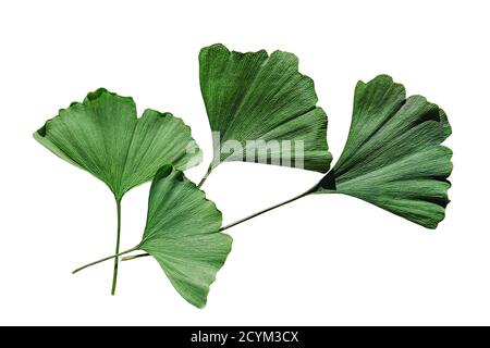 4 foglie di ginkgo biloba isolate su sfondo bianco. Tracciato di ritaglio Foto Stock