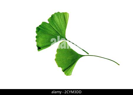 Due foglie di ginkgo biloba su sfondo bianco. Isolato con tracciato di ritaglio. Foto Stock