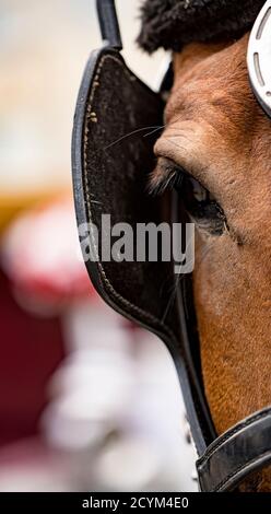 Close-up di occhio di un cavallo che indossa blinders Foto Stock