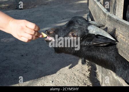 Carino capra divertente mangia da una mano umana sulla fattoria di capra. Capra divertente mangiare mela in fattoria. Foto Stock