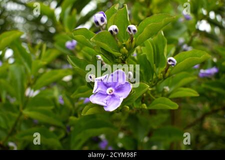 Uno ieri oggi domani fiore circondato da gemme. Foto Stock