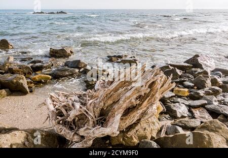 Il tronco di Driftwood è stato lavato su una riva del mar mediterraneo, Costa del sol, Spagna. Foto Stock