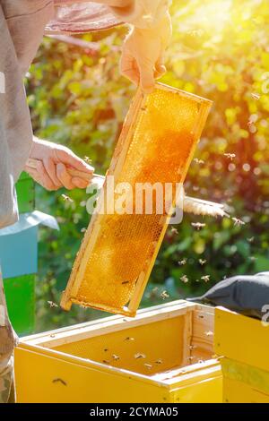 l'apicoltore lavora su apiary in estate. Ottenere il miele dall'alveare della casa dell'ape. Apicoltura. Cera d'api. Apicoltura. Verticale Foto Stock