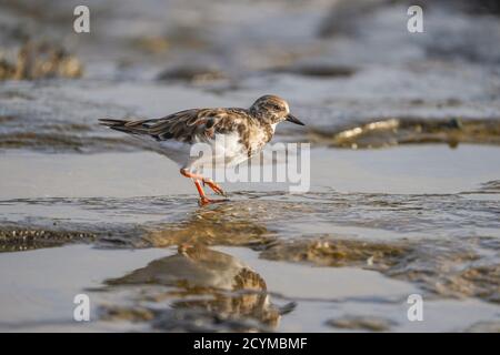 Ruddy Turnstone Bird (Arenaria interpres) piumaggio non riproduttivo su una spiaggia rocciosa, Andalusia, Spagna. Foto Stock