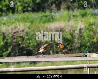 Coppia di Robins con cibo per giovani in giardino Foto Stock