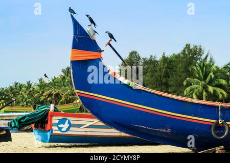 Barche da pesca colorate con alcuni dei numerosi corvi della casa qui sulla popolare spiaggia di Marari; Mararikulam, Alappuzha (Alleppey), Kerala, India Foto Stock