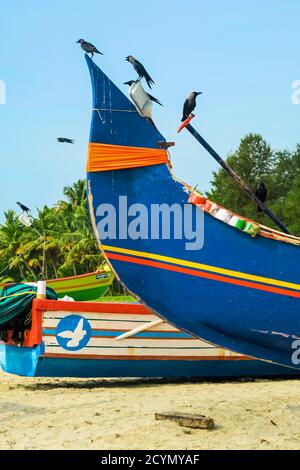 Barche da pesca colorate con alcuni dei numerosi corvi della casa qui sulla popolare spiaggia di Marari; Mararikulam, Alappuzha (Alleppey), Kerala, India Foto Stock