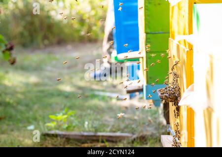 Alveari in apiary con api che volano a tavole di atterraggio in giardino verde Foto Stock