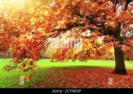 Tranquillo scenario autunnale che mostra una bella quercia con foglie colorate in piedi su un prato in un parco, con luce soffusa e caldo sole flare Foto Stock