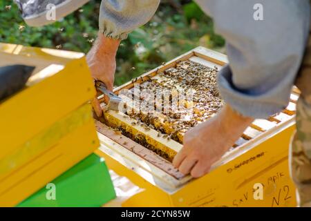 l'apicoltore controlla la produzione di miele nelle api. Cornici di ape in legno visibili. Le cornici sono ricoperte da una sciame di api. L'apicoltore mantiene l'apicoltura Foto Stock