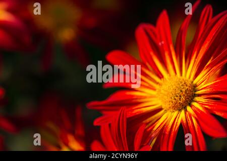Sfondo di fiori rossi di crisantemo a fuoco morbido. Splendidi crisantemi luminosi fioriscono nel giardino d'autunno. Sfondo sfocato con spazio di copia. Foto Stock
