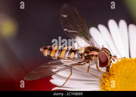 Mosca di librazione Foto Stock