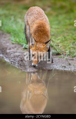 Assetata acqua potabile rossa volpe da spruzzi in autunno natura. Foto Stock