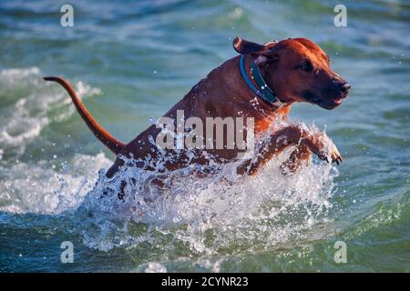 Cane atletico attivo rhodesian ridgeback correre al mare. Foto Stock