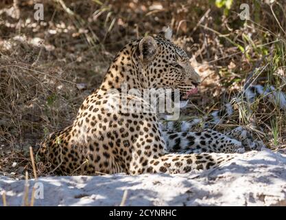 Leopard si siede sulla sabbia, leccare i suoi tagli durante la scansione e l'orizzonte in Namibia Foto Stock