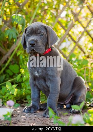 Cucciolo di cane Grey Great Dane all'aperto Foto Stock