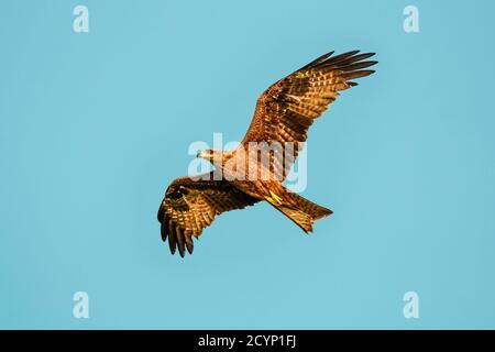 Il piccolo aquilone indiano (Milvus migrans govinda) una sottospecie di aquilone nero, scavenging alla spiaggia di Kizhunna sulla costa del Kerala Nth; Kannur, Kerala, India Foto Stock