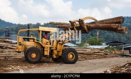 Sandakan, Sabah: Un bulldozer gommato con un utensile per la cattura di tronchi in una fabbrica di legno compensato Foto Stock