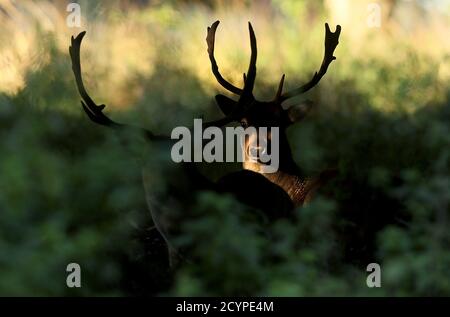 Allaccia i cervi al sole della mattina presto in autunno nel parco Phoenix di Dublino. Foto Stock