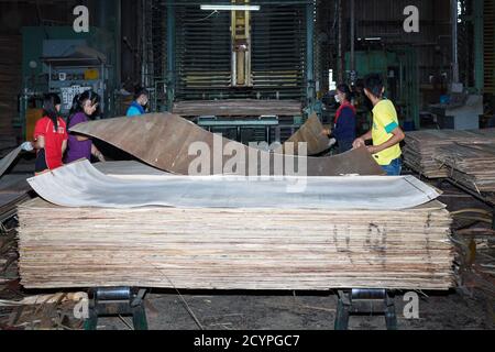 Alimentare la pressa a freddo per legno compensato verticale in una fabbrica di legno compensato a Sandakan, Sabah, Malesia: Foto Stock