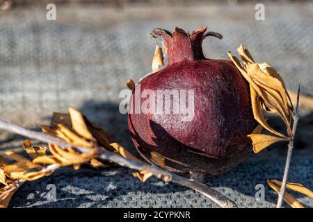 Frutta secca di melograno di borgogna primo piano su un ramo con secco foglie giacenti su una superficie testurizzata Foto Stock