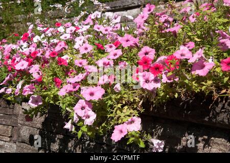 Sydney Australia, petunia fiorente in giardino in una giornata di sole Foto Stock