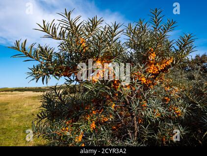 Aberlady Nature Reserve, East Lothian, Scozia, Regno Unito, 2 ottobre 2020. Regno Unito Meteo: Una bella giornata di sole. Le bacche arancioni del cespuglio di fibbie di mare sono un colore vivace Foto Stock