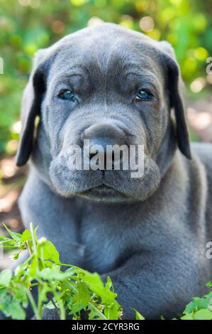 Cucciolo di cane Grey Great Dane all'aperto Foto Stock