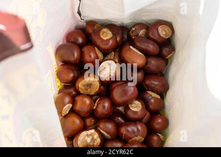 primo piano di gruppo di conker bruni maturi in un borsa appena raccolta fuori al sole d'autunno Foto Stock