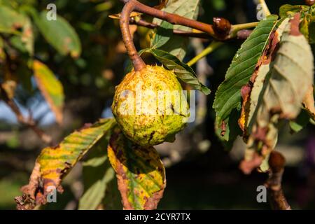 primo piano di conker maturi in casi di spikey[ a cavallo castagno fuori in sole dorato autunno Foto Stock