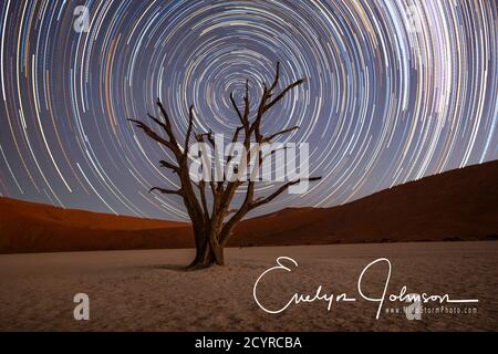 Tracce stellari cerchio su un albero camelthorn in Deadvlie, Namibia Foto Stock