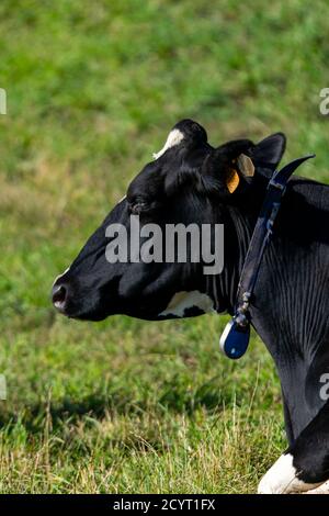 ritratto della mucca di holstein in pascolo Foto Stock