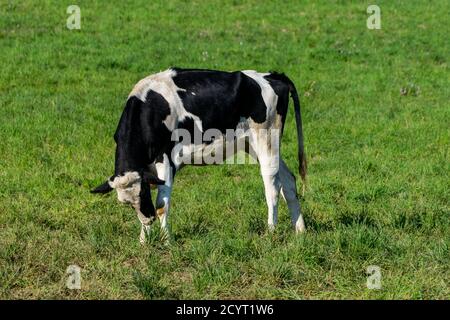 ritratto della mucca di holstein in pascolo Foto Stock