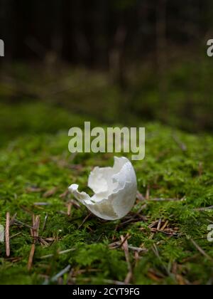 Un guscio di uovo di uccelli vuoto e rotto giacente su muschio in una foresta di pini essendo stato scartato da un nido in alberi sopra. Foto Stock