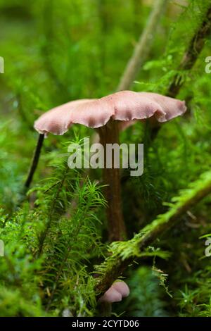 Il fungo Deceiver (Laccaria laccata) su un pavimento boscoso nelle colline Mendip, Somerset, Inghilterra. Foto Stock