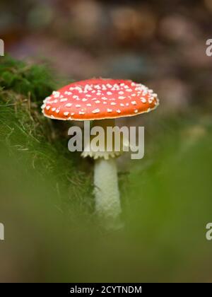 Fly Agaric o Fly Amanita (Amanita muscaria) fungo che cresce su un terreno boscoso nelle colline Mendip, Somerset, Inghilterra. Foto Stock