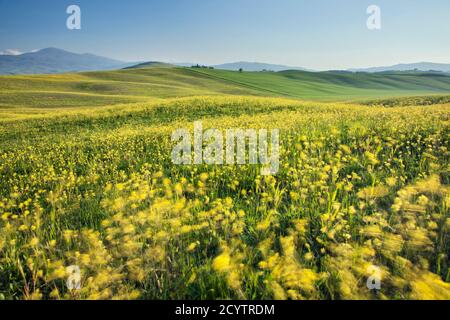 Vista sulla Val d'Orcia con fiori selvatici primaverili vicino a Pienza, Val d'Orcia, Toscana, Italia, Europa Foto Stock