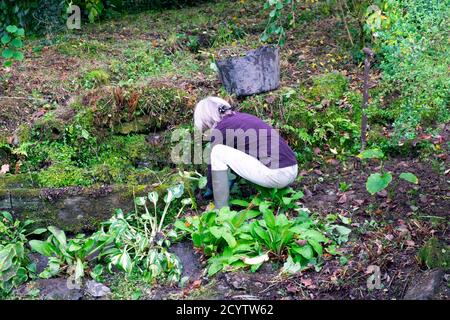 Vista posteriore della donna che svezzava le ostas in un bosco di ostia Area in campagna giardino d'autunno nel mese di ottobre Carmarthenshire Galles REGNO UNITO KATHY DEWITT Foto Stock