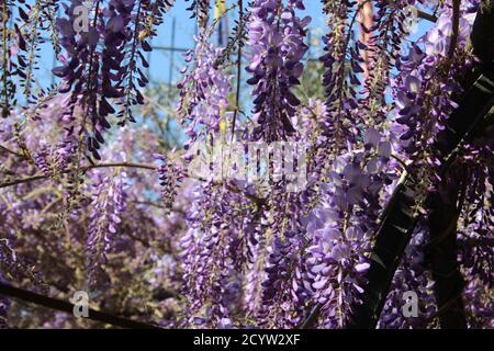 Bella fioritura wisteria viola Foto Stock