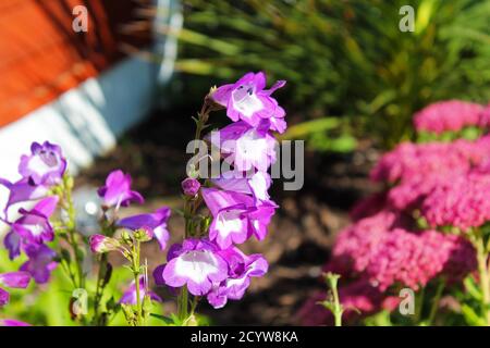 Primo piano Penstemon Pensham Czar porpora e fiori di campana bianca in un giardino di fiori rosa illuminato dal sole a Manchester, Inghilterra Foto Stock