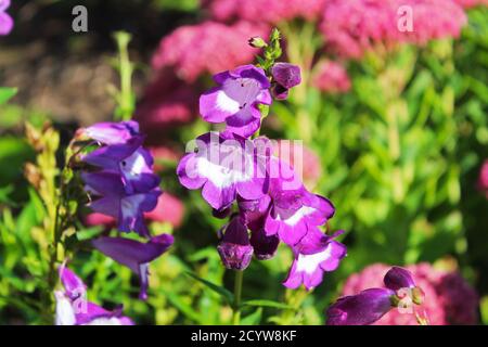 Primo piano Penstemon Pensham Czar porpora e fiori di campana bianca in un giardino di fiori rosa illuminato dal sole a Manchester, Inghilterra Foto Stock