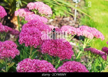 Butterfly Red Admiral's Beautiful Half Open Wings seduta su fiori rosa brillante a Manchester, Inghilterra Foto Stock