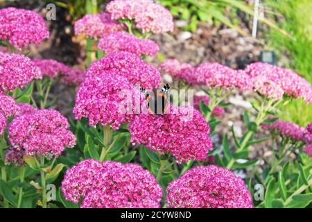 Butterfly Red Admiral's Beautiful Half Open Wings seduta su fiori rosa brillante a Manchester, Inghilterra Foto Stock