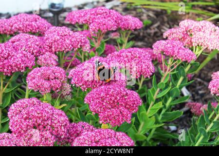 Butterfly Red Admiral's Beautiful Half Open Wings seduta su fiori rosa brillante a Manchester, Inghilterra Foto Stock