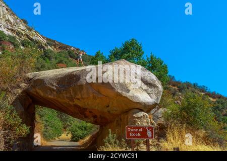 Donna felice nel Parco Nazionale Sequoia escursioni fino alla cima di un gigantesco sequoia albero di roccia tunnel. Vacanze estive negli Stati Uniti, in California Foto Stock