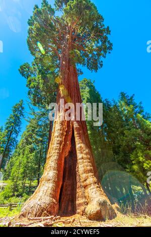 Primo piano di sequoia albero in Sequoia e Kings Canyon National Park nella Sierra Nevada in California, Stati Uniti d'America. Sequoia NP è famosa Foto Stock