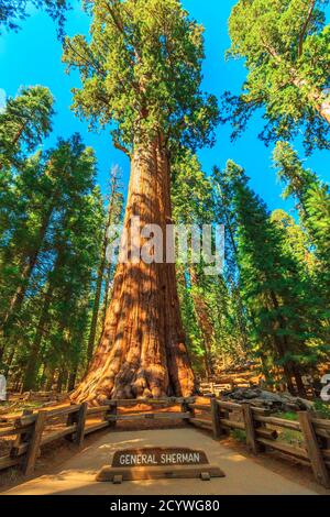 General Sherman Tree in Sequoia National Park, Sierra Nevada in California, Stati Uniti d'America. L'albero di Sherman generale è famoso per essere Foto Stock