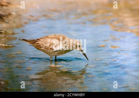 Dunlin, Calidris alpina, in inverno precipita in acque poco profonde in zone umide. Foto Stock